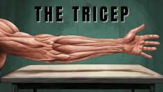 Triceps