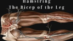 SweatPh – Understanding the Hamstring