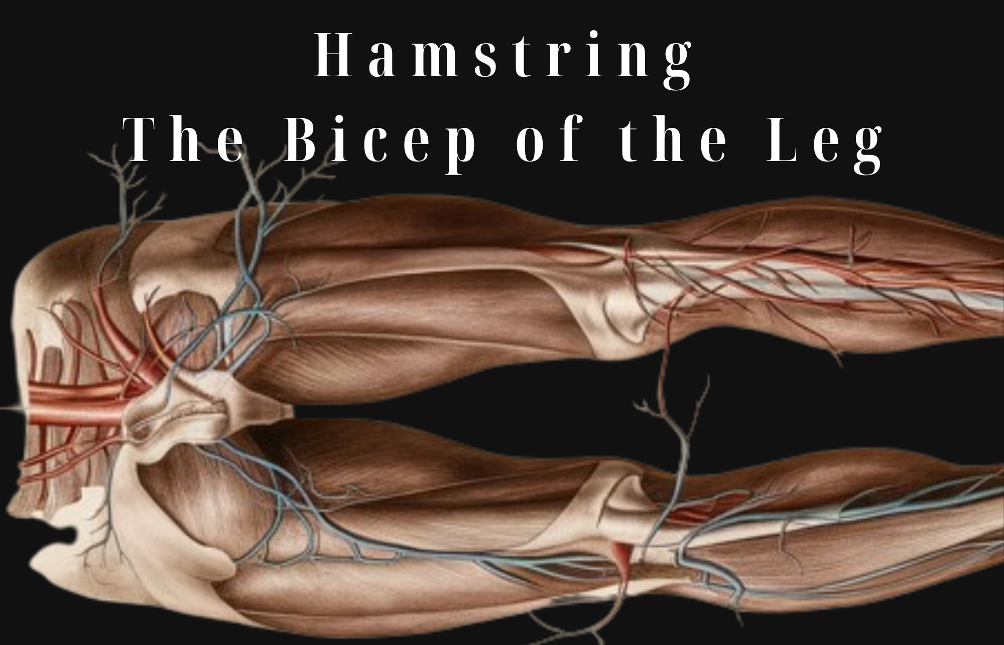 SweatPh - Understanding the Hamstring