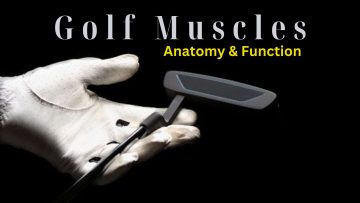 Golf Muscles: Anatomy and Function