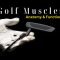 Golf Muscles: Anatomy and Function