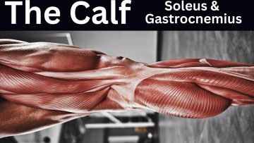 Understanding the Calf Muscles and Their Physiology