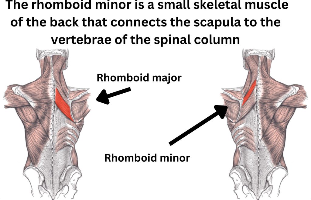 Cycling Muscles - These Muscles Crank Up Speed And Power 2 The Rhomboid Muslce - SweatPh