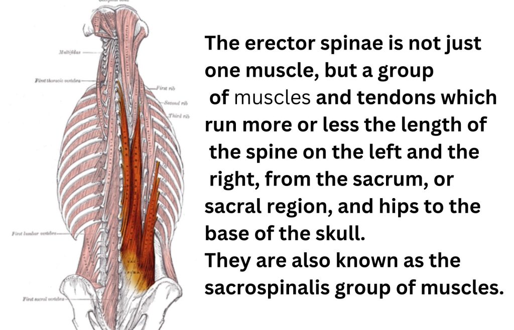 Erector Spinae Sweatph